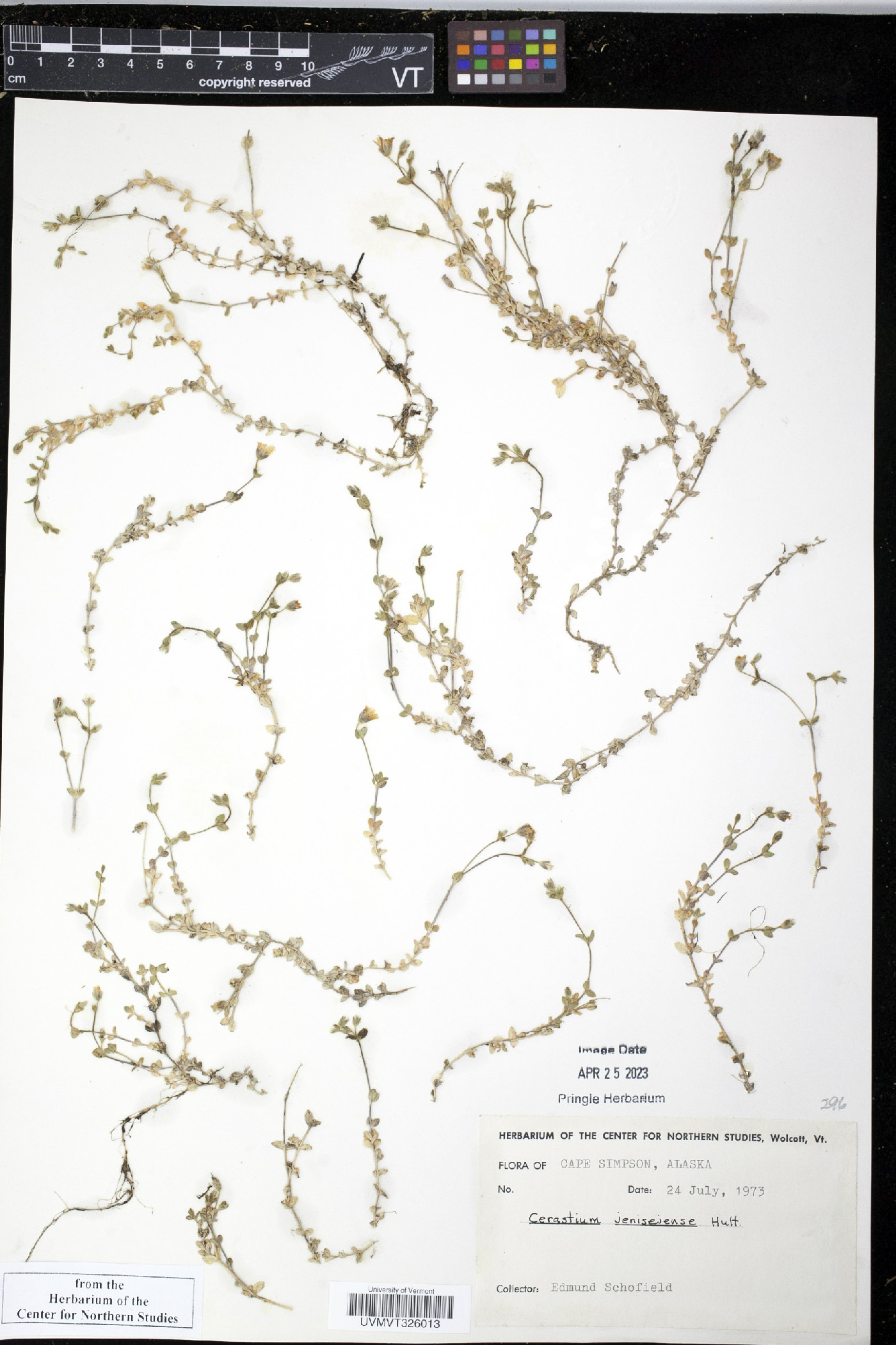 Cerastium jenisejense image