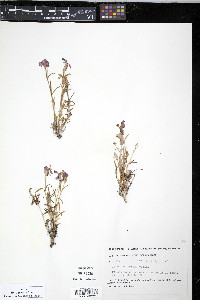 Dianthus repens image
