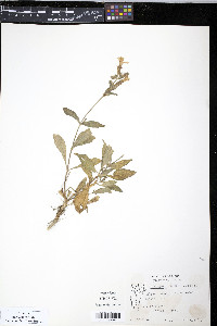 Silene latifolia image