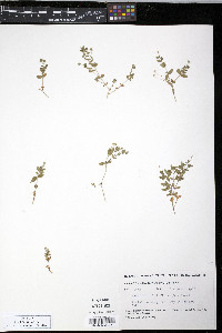 Moehringia lateriflora image