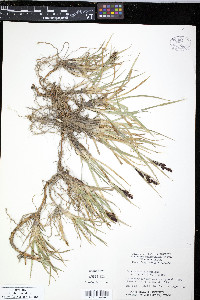 Carex aquatilis var. stans image