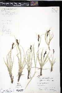 Carex aquatilis var. stans image