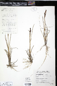 Carex aquatilis var. stans image