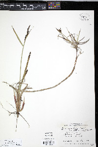 Carex aquatilis var. stans image