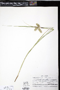 Carex comosa image