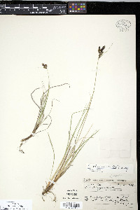 Carex eleusinoides image