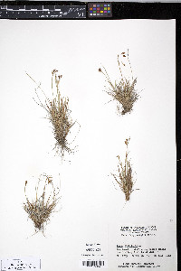 Carex capillaris image