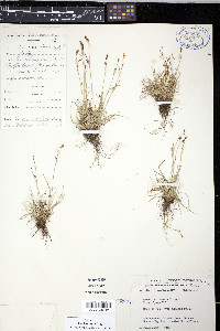 Carex capillaris image