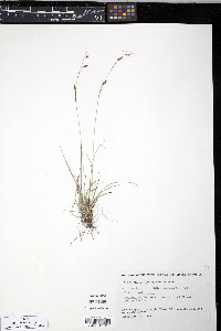 Carex capillaris image