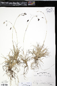 Carex misandra image