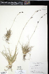 Carex misandra image