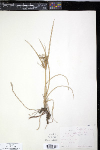 Cyperus dentatus image