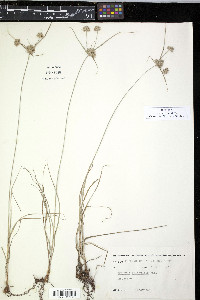 Cyperus filiculmis image