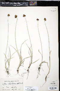 Carex macloviana image