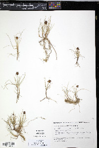 Carex maritima image