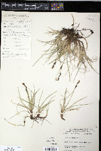 Carex bigelowii image