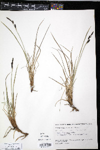 Carex bigelowii image