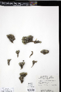 Silene acaulis image