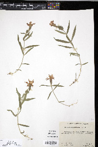 Silene laciniata image