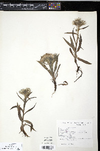 Saussurea viscida image