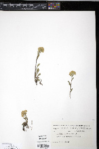 Solidago multiradiata image