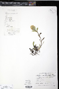 Solidago multiradiata image