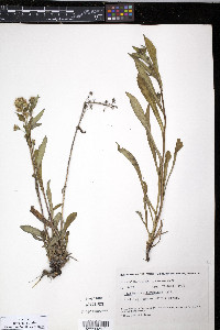 Solidago multiradiata image