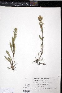 Solidago multiradiata image