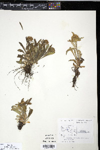 Solidago multiradiata image