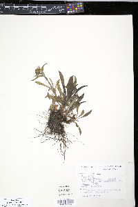 Solidago multiradiata image