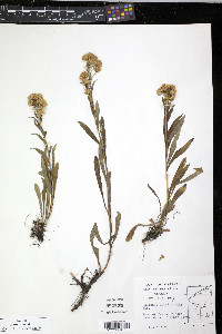 Solidago multiradiata image