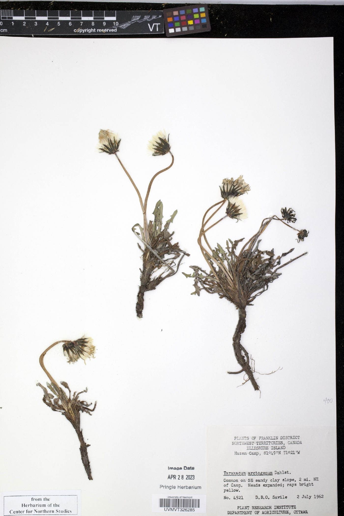 Taraxacum arctogenum image