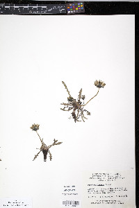 Taraxacum lacerum image