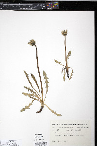 Taraxacum lapponicum image