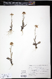 Senecio fuscatus image