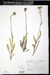 Senecio lugens image