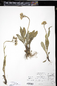 Senecio lugens image