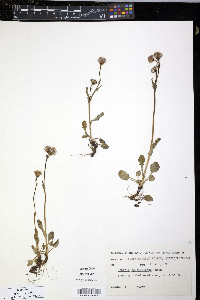 Senecio pauciflorus image