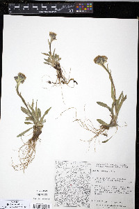 Senecio yukonensis image