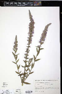 Lythrum virgatum image