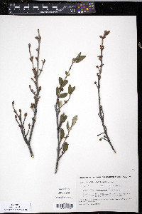 Shepherdia canadensis image