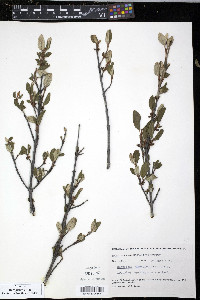 Shepherdia canadensis image