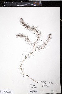 Myriophyllum humile image