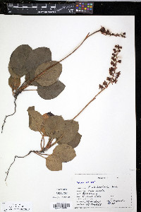 Pyrola bracteata image