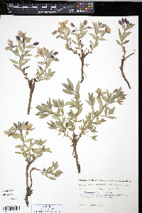 Chamerion latifolium image