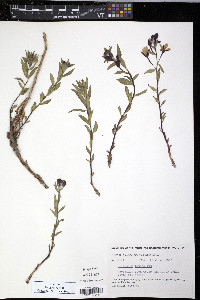 Chamerion latifolium image