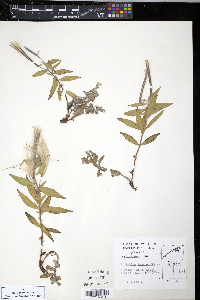 Chamerion latifolium image