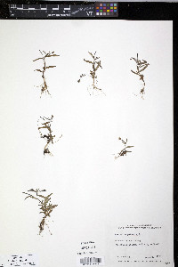 Epilobium palustre image