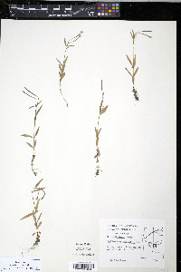 Epilobium palustre image