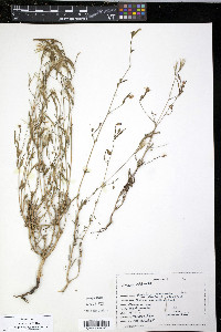 Epilobium brachycarpum image